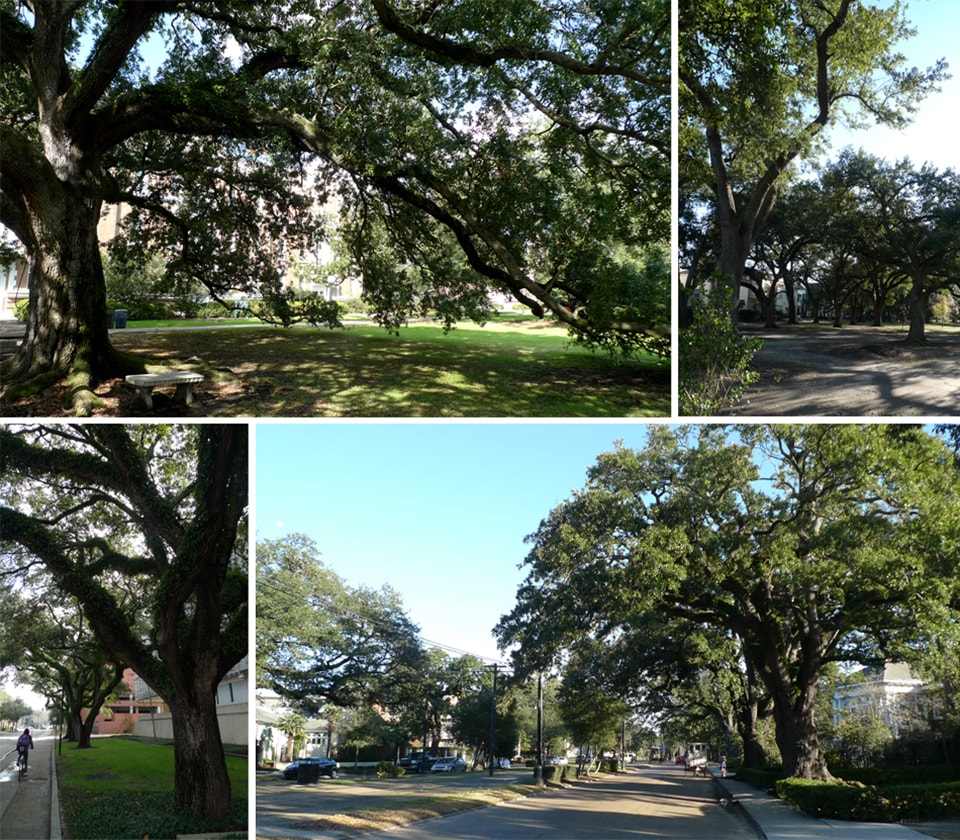 Lutsky_Live Oak Trees in New Orleans